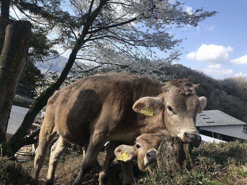 画像2: 山地酪農牛乳 (2)