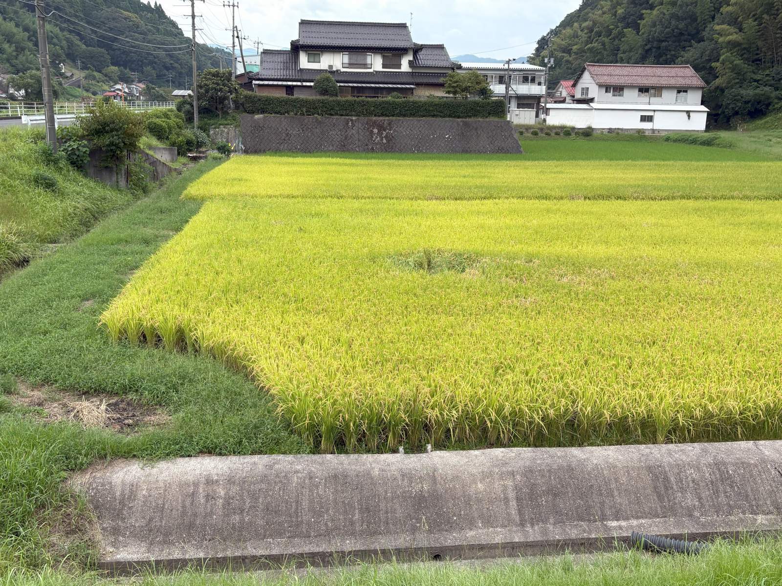 田んぼにミステリーサークル状の穴ができました