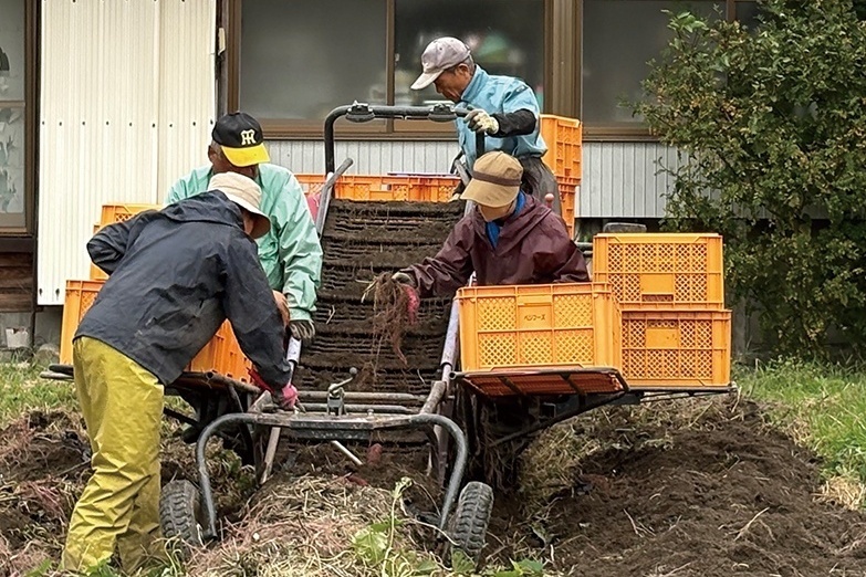 機械でのいも掘り
