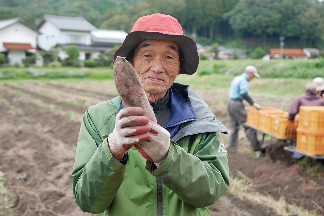 収穫したばかりのシルクスイート